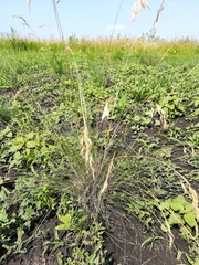 Helictotrichon desertorum