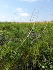 Stipa tirsa