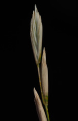 Pseudoroegneria libanotica