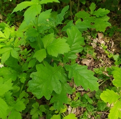 Quercus robur