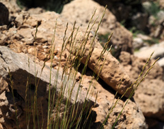 Pseudoroegneria libanotica