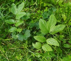 Filipendula ulmaria