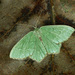 Common Emerald - Photo (c) Michał Brzeziński, some rights reserved (CC BY-NC), uploaded by Michał Brzeziński
