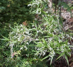 Leucopogon affinis