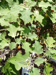 Solanum violaceum
