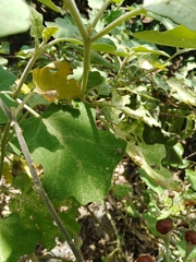 Solanum violaceum