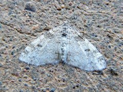 Lobophora nivigerata