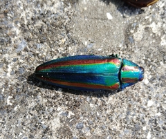 Chrysochroa fulgidissima