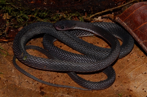 Gonionotophis brussauxi image