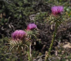 Onopordum floccosum
