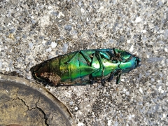 Chrysochroa fulgidissima