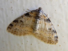 Lobophora nivigerata