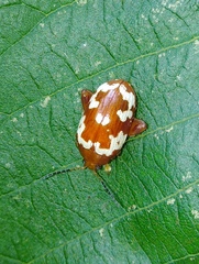 Asiophrida spectabilis