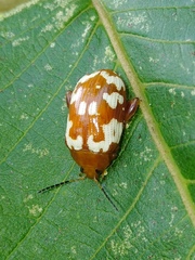 Asiophrida spectabilis