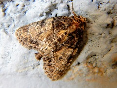 Chytonix