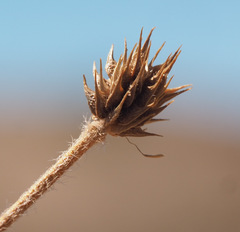 Ranunculus neocuneatus
