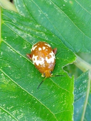 Asiophrida spectabilis