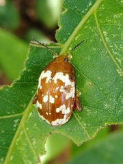 Asiophrida spectabilis