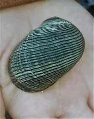 Nerita balteata