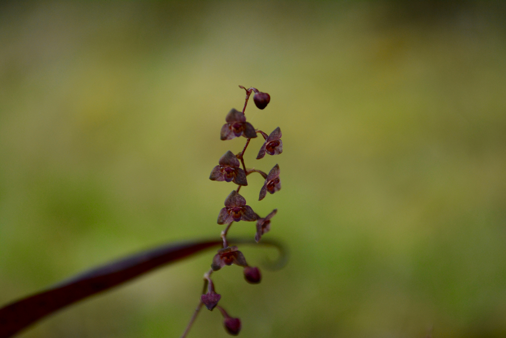 Stelis ciliaris; photograph (c) Dairo Escobar, some rights reserved (CC BY)
