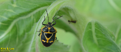 Eurydema gebleri