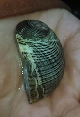 Nerita balteata