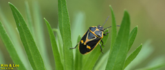 Eurydema gebleri