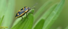 Eurydema gebleri