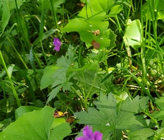 Geranium palustre