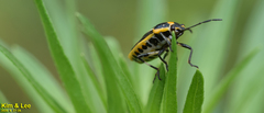 Eurydema gebleri