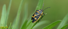 Eurydema gebleri
