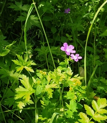 Geranium palustre