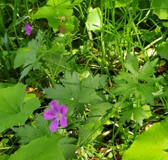 Geranium palustre
