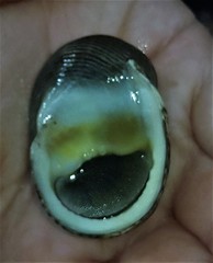 Nerita balteata