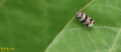 Reptalus quadricinctus