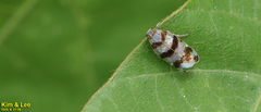 Reptalus quadricinctus