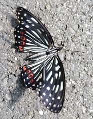 Hestina assimilis formosana