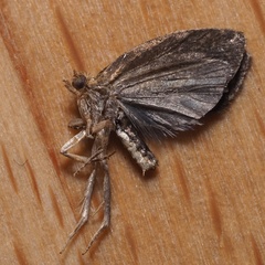 Clepsis dumicolana