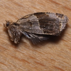 Clepsis dumicolana