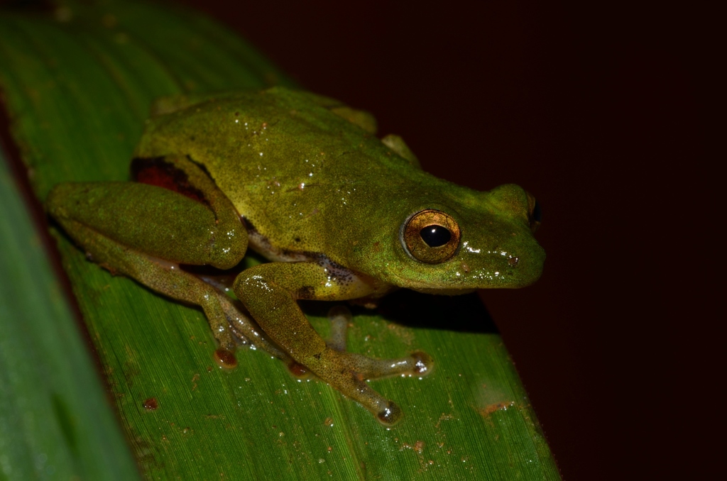 Olive Reed Frog