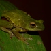 Olive Reed Frog - Photo no rights reserved, uploaded by Marius Burger