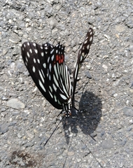 Hestina assimilis formosana
