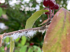 Prociphilus xylostei