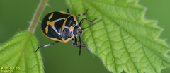 Eurydema gebleri
