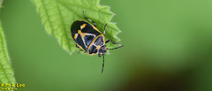Eurydema gebleri