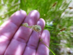 Eleocharis macrostachya