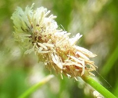 Eleocharis macrostachya