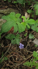Viola triloba