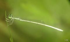 Agriocnemis lacteola