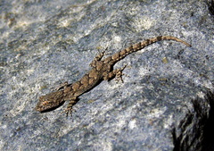 Mediodactylus